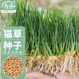 寿禾猫草种子水培小麦草麦苗盆栽芽苗菜种植 潍丰猫草种子50g约1000粒