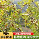 枣树活苗当年结果地栽枣子树苗南方北方种植枣树嫁接苗特大青枣苗 高维C酸枣4年嫁接苗(当年结果)