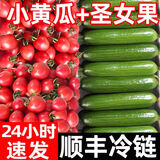 农大姐妹【顺丰】小番茄小黄瓜组合5斤 水果樱桃小番茄柿子水果黄瓜混装