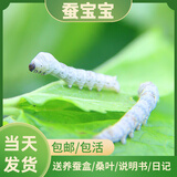蚕菇凉当天发货蚕宝宝学生科学养蚕套装春蚕活体蚕卵蚕籽活物桑叶饲养盒 一龄小蚕10条+养蚕盒+桑叶