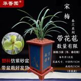 华香园春兰老八种【宋梅】兰花苗浓香型带花苞养兰入门室内耐阴绿植花卉 宋梅5苗带盆(红方型)带花苞