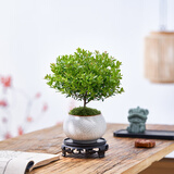 八芽 小叶赤楠盆景摆件室内绿植花卉盆栽老桩客厅办公室桌面好养植物 小叶赤楠+白裂纹金边盆+密胺托盘+丝绒铺面