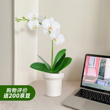 爱优尚蝴蝶兰盆栽中秋节礼物乔迁年宵花送礼客厅办公室四季开花源头直发