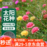 花沃里 太阳花种子混色约200粒 花卉种子家庭盆栽阳台/办公室/庭院草籽