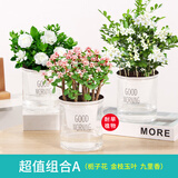 花翁栀子花盆栽四季开花卉大全树苗室内绿植好养易活茉莉花源头直发