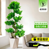 叹为观止大型盆栽金钱榕百合竹金钱树发财树清香木办公室内落地款中型植物 金钱兜1.2-1.4m【几何盆】 含盆