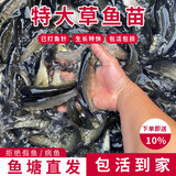 草鱼鱼苗活体淡水养殖食用吃草皖半斤一斤鱼苗批发活体脆皖鱼草混子 可吃草8-10cm草鱼苗5条（加送10%路损）