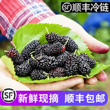 鲜级佳桑葚鲜果 现摘新鲜桑椹无沙免洗四川桑葚果孕妇应季时令水果 酵素 净重5斤老树果现摘桑葚 顺丰