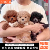 宠六福纯种泰迪幼犬宠物狗狗活体小狗活物灰白黑红色飞耳泰迪小型犬 宠物级 母
