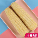 【店长推荐】甜糯玉米新鲜粘糯米玉米棒嫩黏非转基因装8条 大白8条