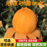 无核砂糖枇杷树苗 大五星白沙枇杷苗嫁接无籽枇杷树苗盆栽地载果树苗 2年苗