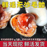 颐乡情(顺丰速发)大连海鲜毛蚶毛蛤生鲜野生毛蚬子瓦楞子鲜活毛蛤蜊金州 买1斤送1斤(到手2斤) 1kg 尝鲜