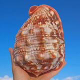 黄色万宝螺 稀有天然贝壳海螺海洋科普标本鱼缸水族造景装饰摆件 红万宝螺10-11厘米