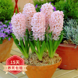 欧悟 进口带芽风信子种球 室内盆栽花卉绿植耐寒易活植物水培花卉球根 中国粉 单颗种球 单颗种球不含盆