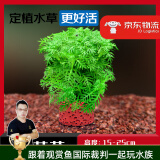 云峰海瑞水草活体懒人草鱼缸造景活体水草套餐鱼缸水草有茎类中后景真水草 【好养易活】雪花草净水石1份