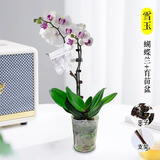 爱你一万年蝴蝶兰花苗带花剑带花苞盆栽兰花大苗客厅室内植物花卉四季好养活 【带花发货】雪域蝴蝶兰 赠送：支架+夹子