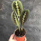 意轩叶蝉竹芋室内观叶绿植垂吊花卉盆栽耐阴红脉豹纹水培植物面美 叶蝉3片叶子原盆发货