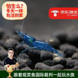 云峰海瑞黑壳虾清洁虾观赏虾 鱼缸水族箱水草缸清洁除藻淡水 【漂亮清洁虾】蓝钻15只