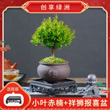 创享绿洲小叶赤楠带陶瓷花盆办公室茶桌新手好养植物四季花卉客厅桌面摆件 赤楠+祥狮报喜盆+苔藓+方底座