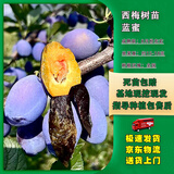 嫣蓝西梅果树苗南北方盆地栽嫁接苗当年结果蓝蜜苗1公分粗1棵源头直发