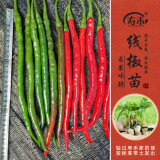 寿禾 蔬菜苗活苗带土发货大全菜苗种苗春夏各种秧苗山东寿光苗子阳台 二荆条线椒苗 6棵