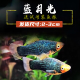 卡奇鱼 胎生鱼 玛丽球鱼热带观赏鱼淡水鱼活体鱼宠物鱼宠物活体丽丽曼龙 蓝尾月光10条