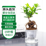 萌肉居榕树人参榕小叶榕造型盆景花卉绿植盆栽小榕树苗+早安盆源头直发