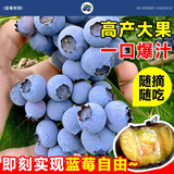 花行榜蓝莓果树苗盆栽庭院地栽南北方种植耐寒 绿宝石40-50cm高源头直发