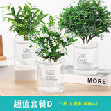 花翁栀子花盆栽四季开花卉大全树苗室内绿植好养易活九里香源头直发