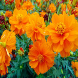 萌肉居黄波斯菊黄格桑花种子硫化菊花海工程种子/硫华菊半斤源头直发