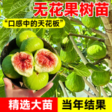 花行榜无花果树苗大果矮化盆栽种植 波姬红粗1.5公分/高60cm-1m源头直发