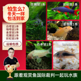 云峰海瑞清洁鱼活体热带鱼观赏鱼水族宠物工具鱼垃圾鱼老鼠鱼鱼缸除藻 鼠鱼全家福套餐A 共5条