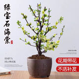 行湘绿宝石海棠盆栽盆景庭院绿植  绿宝石地径约2cm 不含盆 源头直发