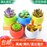 急兔多肉植物套装多肉植物绿植盆栽5个肉5个塑料石丸盆土源头直发