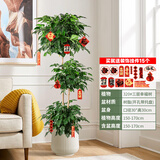 植季幸福树盆栽植物办公室内好养盆景净化空气吸甲醛大型绿植客厅摆放 三层幸福树1.5-1.7m米白聚宝盆