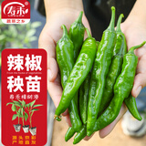 农耕潍育 辣椒苗樟树港带土盆栽蔬菜苗 樟树港辣椒苗+50g肥源头直发包邮