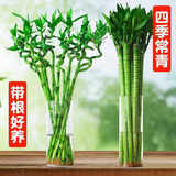 绩光富贵竹转运竹弯竹龙竹水竹开运水养竹子带根水培植物花卉室内绿植 不含盆 【带根】转运竹弯竹-60厘米-10棵