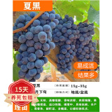 欧悟【买2颗送1颗】嫁接车厘子树苗大樱桃树苗盆栽果树苗木南北方种植 夏黑葡萄树苗 6年苗当年结果