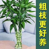 萌肉居富贵竹水培绿植盆栽花卉10根约60cm大叶富贵竹含玻璃瓶源头直发