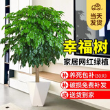 爱优尚幸福树盆栽客厅室内大型绿植办公室乔迁新家绿宝净化空气源头直发