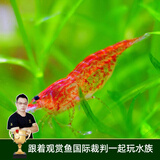 云峰海瑞鱼缸观赏虾 活体虾 鱼缸工具虾除藻 活虾  鱼缸除藻 除藻虾 【漂亮清洁虾】樱花虾25只送两只