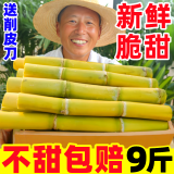 黄六爷广西黄金甘蔗10斤新鲜应当季孕妇水果脆甜黑黄皮甘蔗特产整箱包邮 9斤 【脆甜多汁，不送刀】