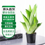 萌肉居白玉虎皮兰绿植土培客厅植物盆栽虎尾兰白玉虎皮兰原盆源头直发