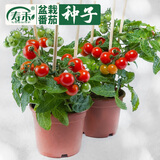 寿禾 盆栽矮生小番茄种子小西红柿食用秋冬季播种家庭阳台种蔬菜 （口感）坂田粉鸟种子10粒x3包