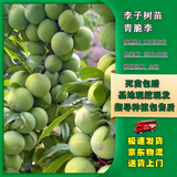 嫣蓝李子果树苗嫁接特大脱骨南北方青脆李子苗2.5-3公分粗1棵源头直发
