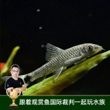 云峰海瑞清洁鱼活体热带鱼观赏鱼水族宠物工具鱼垃圾鱼老鼠鱼鱼缸除藻 小猴飞狐3条