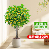 叹为观止大型盆栽金钱榕百合竹金钱树发财树清香木办公室内落地款中型植物 四季桂花1.1-1.2米6cm粗【聚宝】 含盆