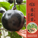寿禾 各种蔬菜苗活苗带土发货大全菜苗大型苗场秋冬秧苗山东寿光种苗 圆茄子苗  6棵