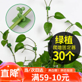 花沃里绿萝固定器中号30个 绿植免钉贴墙自粘式挂钩藤蔓植物攀爬夹子