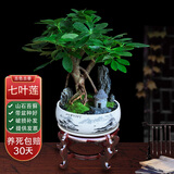 七叶莲好养室内盆栽绿植桌面八方来财办公发财树客厅花卉植物盆景 山水盆【七叶莲】+木架 整套成品（山石苔藓，带盆种好）